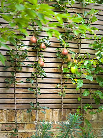 Melody Rd garden. Designed by Harrington Potter/ Chris Harrington All Photos © Joanna Kossak