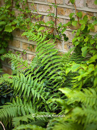 Melody Rd garden. Designed by Harrington Potter/ Chris Harrington All Photos © Joanna Kossak