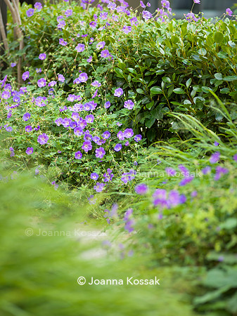 Melody Rd garden. Designed by Harrington Potter/ Chris Harrington All Photos © Joanna Kossak