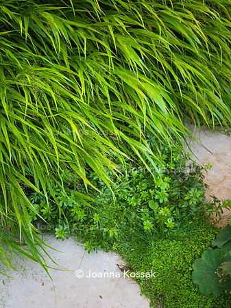 Melody Rd garden. Designed by Harrington Potter/ Chris Harrington All Photos © Joanna Kossak