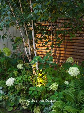 Melody Rd garden. Designed by Harrington Potter/ Chris Harrington All Photos © Joanna Kossak