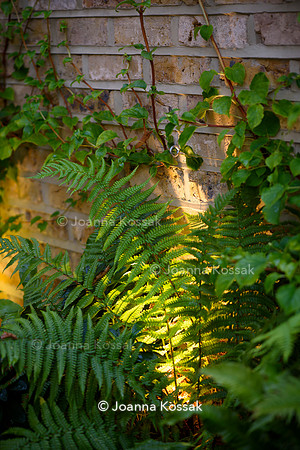 Melody Rd garden. Designed by Harrington Potter/ Chris Harrington All Photos © Joanna Kossak