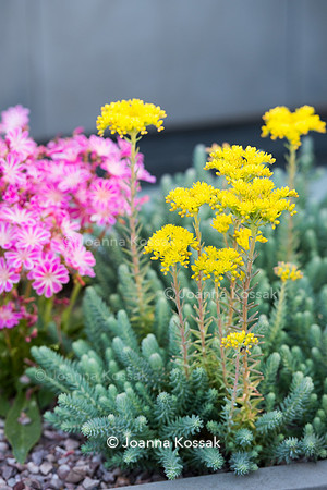 Shoreditch garden. Designed by Tony Woods/ Garden Club London, All Photos © Joanna Kossak