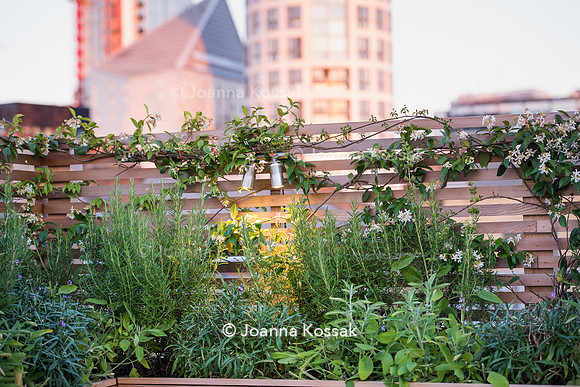 Shoreditch garden. Designed by Tony Woods/ Garden Club London, All Photos © Joanna Kossak