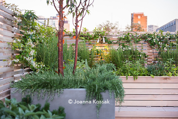 Shoreditch garden. Designed by Tony Woods/ Garden Club London, All Photos © Joanna Kossak