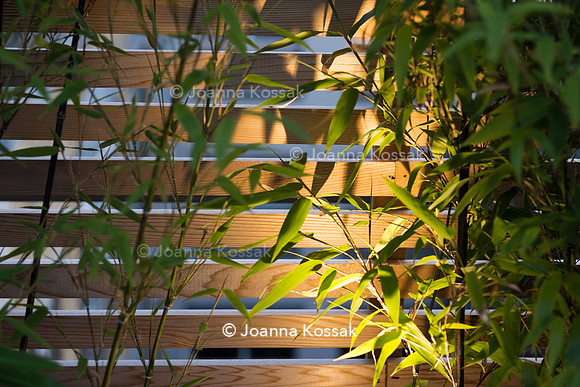 Shoreditch garden. Designed by Tony Woods/ Garden Club London, All Photos © Joanna Kossak