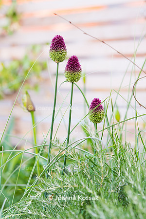 Shoreditch garden. Designed by Tony Woods/ Garden Club London, All Photos © Joanna Kossak