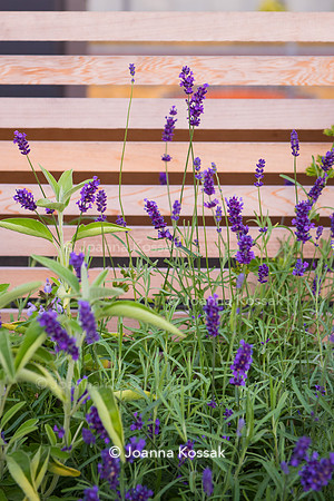 Shoreditch garden. Designed by Tony Woods/ Garden Club London, All Photos © Joanna Kossak