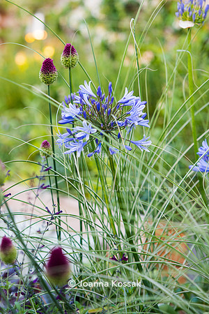 Shoreditch garden. Designed by Tony Woods/ Garden Club London, All Photos © Joanna Kossak