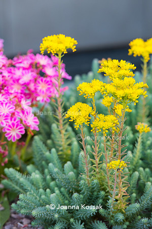 Shoreditch garden. Designed by Tony Woods/ Garden Club London, All Photos © Joanna Kossak