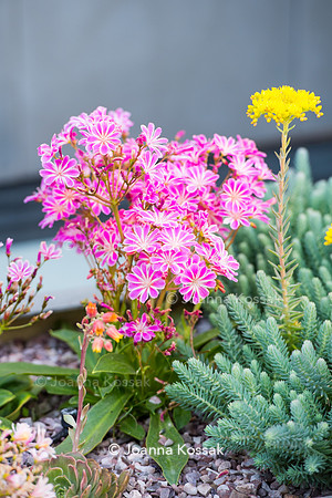 Shoreditch garden. Designed by Tony Woods/ Garden Club London, All Photos © Joanna Kossak