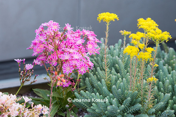 Shoreditch garden. Designed by Tony Woods/ Garden Club London, All Photos © Joanna Kossak