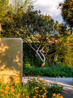 Stroke Association’s Garden for Recovery, Designer Miria Harris