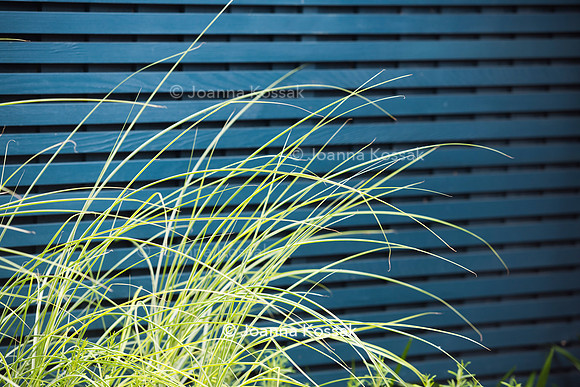 Small contemporary garden in Teddington. Designed by Tony Woods, All Photos © Joanna Kossak