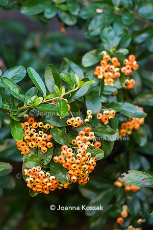 Pyracantha 'Orange Glow'