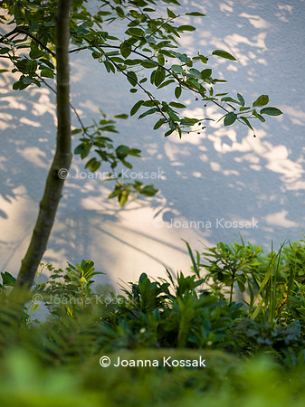 Edge Hill garden. Designer Tom Howard. All Photos © Joanna Kossak
