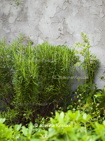 Hottam Rd garden. Designed by Harrington Potter/ Chris Harrington All Photos © Joanna Kossak