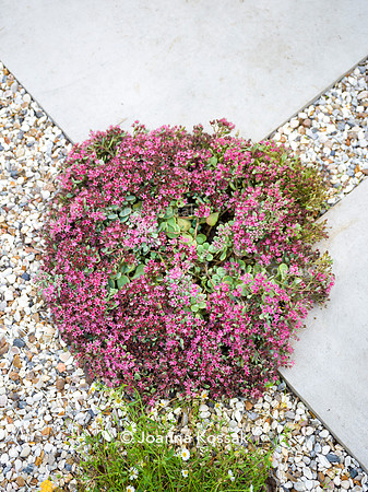 SW12, Designer: Shelley Hugh-Jones, All Photos © Joanna Kossak