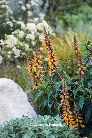 Isoplexus (Isoplexis) canariensis - Canary Island Foxgloves