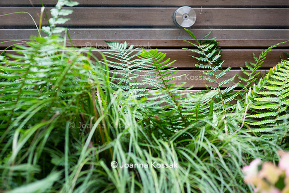 Clapham garden. Designed by Garden Club London, All Photos © Joanna Kossak