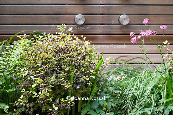 Clapham garden. Designed by Garden Club London, All Photos © Joanna Kossak