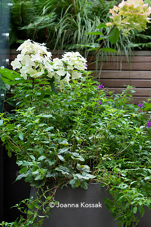 Clapham garden. Designed by Garden Club London, All Photos © Joanna Kossak