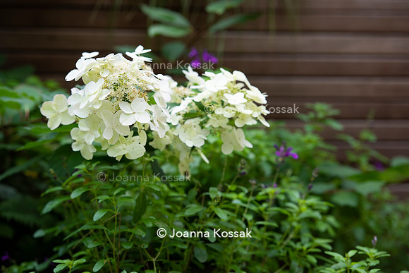 Clapham garden. Designed by Garden Club London, All Photos © Joanna Kossak