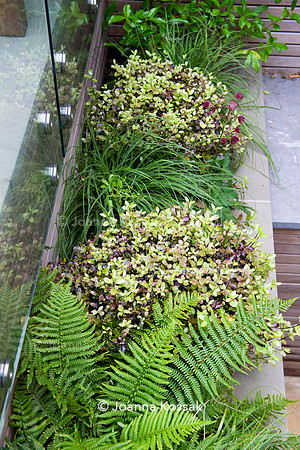 Clapham garden. Designed by Garden Club London, All Photos © Joanna Kossak