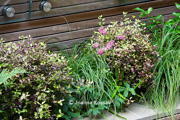 Clapham garden. Designed by Garden Club London, All Photos © Joanna Kossak