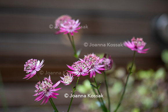 Clapham garden. Designed by Garden Club London, All Photos © Joanna Kossak