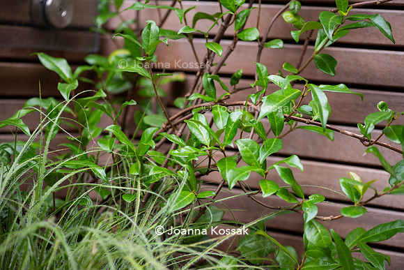 Clapham garden. Designed by Garden Club London, All Photos © Joanna Kossak