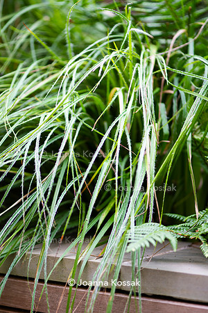 Clapham garden. Designed by Garden Club London, All Photos © Joanna Kossak