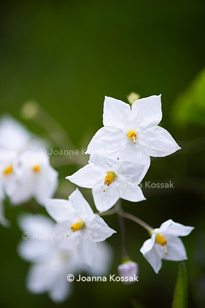 Clapham garden. Designed by Garden Club London, All Photos © Joanna Kossak
