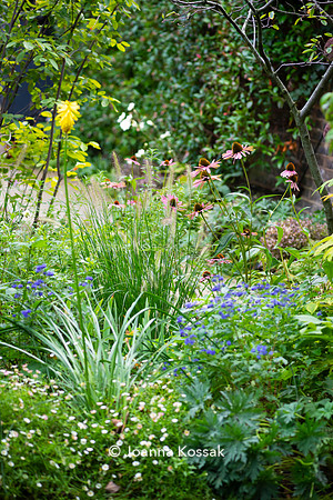 Clapham garden. Designed by Garden Club London, All Photos © Joanna Kossak
