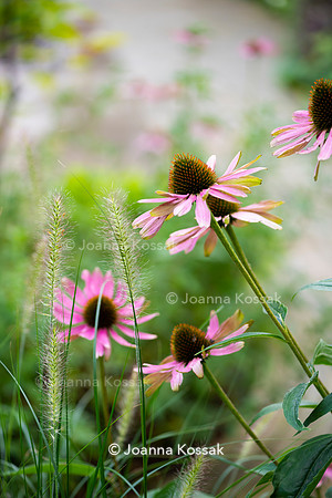 Clapham garden. Designed by Garden Club London, All Photos © Joanna Kossak