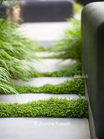 Edge Hill garden. Designer Tom Howard. All Photos © Joanna Kossak