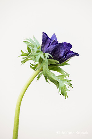 2019 April Advice shooting with Jonathan Moseley at The Judith Blacklock Flower School