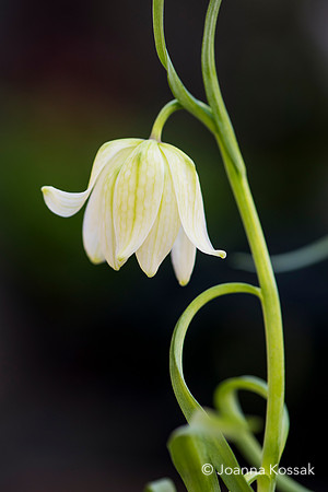 2019 April Advice shooting with Jonathan Moseley at The Judith Blacklock Flower School