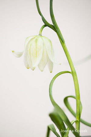 2019 April Advice shooting with Jonathan Moseley at The Judith Blacklock Flower School