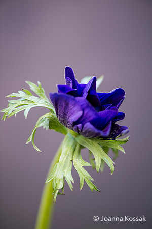 2019 April Advice shooting with Jonathan Moseley at The Judith Blacklock Flower School