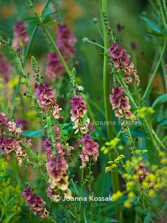 The Octavia Hill Garden by Blue Diamond with the National Trust