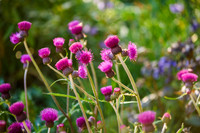 Horatio's Garden