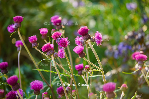 Horatio's Garden