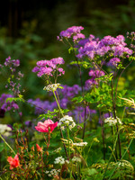 Horatio's Garden