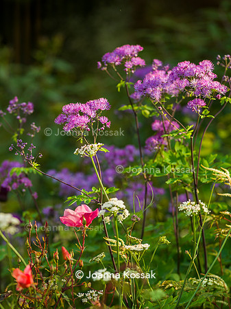 Horatio's Garden