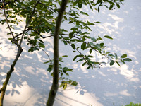 Edge Hill garden. Designer Tom Howard. All Photos © Joanna Kossak