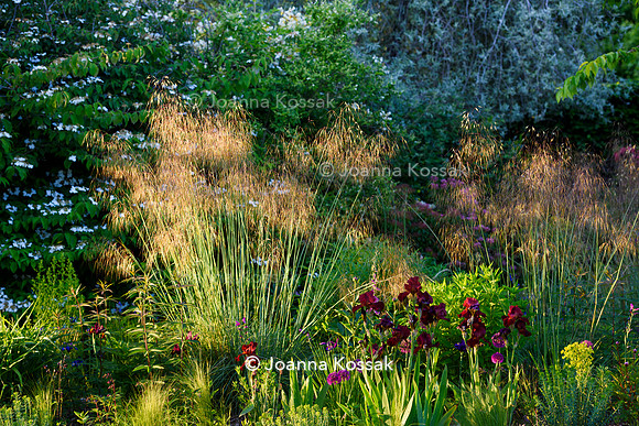Ivy Cottage garden, Designer Matthew Childs, All Photos © Joanna Kossak