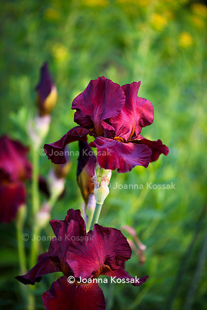Ivy Cottage garden, Designer Matthew Childs, All Photos © Joanna Kossak