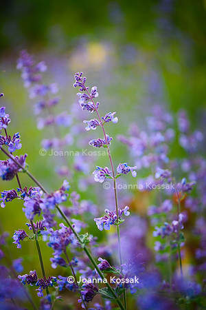 Ivy Cottage garden, Designer Matthew Childs, All Photos © Joanna Kossak