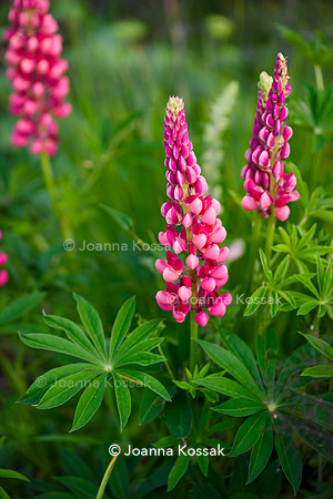 Ivy Cottage garden, Designer Matthew Childs, All Photos © Joanna Kossak
